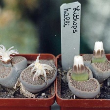 Lithops hallii