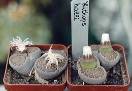 Lithops hallii