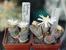 Lithops hallii ''best''