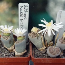 Lithops hallii ''best''