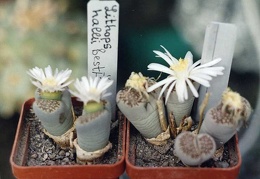 Lithops hallii ''best''
