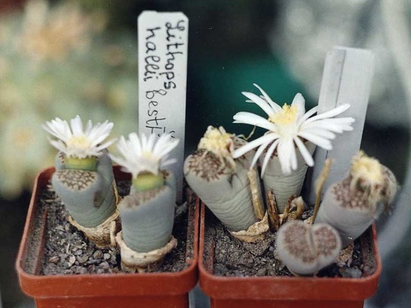 Lithops hallii ''best''