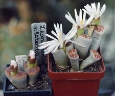 Lithops karasmontana ''lateritia''