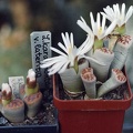 Lithops karasmontana ''lateritia''