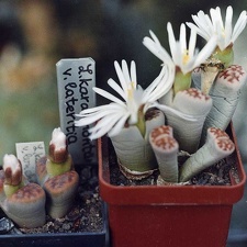 Lithops karasmontana ''lateritia''