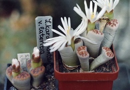 Lithops karasmontana ''lateritia''