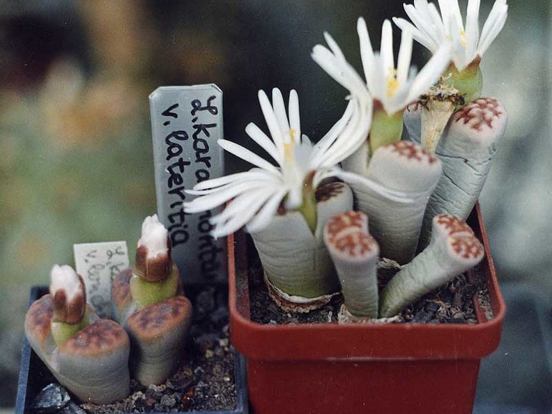 Lithops karasmontana ''lateritia''