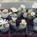 Lithops karasmontana v. opalina