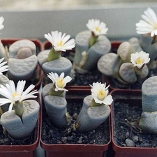 Lithops karasmontana v. opalina