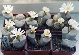 Lithops karasmontana v. opalina