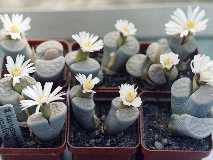 Lithops karasmontana v. opalina