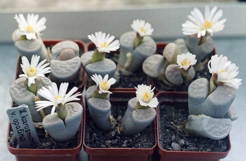 Lithops-karasmontana-v2.jpg