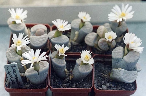 Lithops karasmontana v. opalina