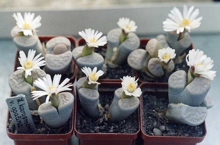 Lithops karasmontana v. opalina