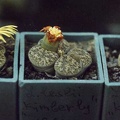 Lithops lesliei Kimberley C14