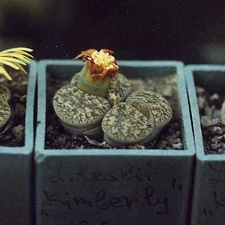 Lithops lesliei Kimberley C14