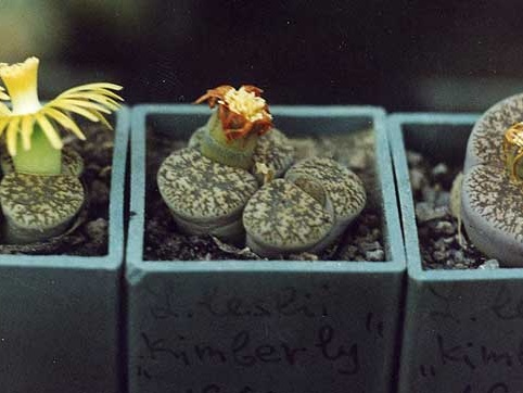 Lithops lesliei Kimberley C14