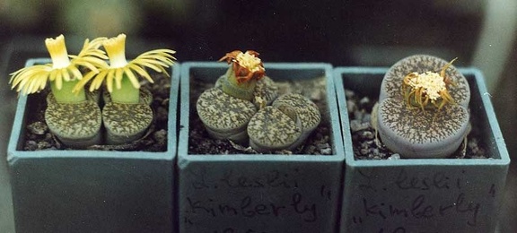 Lithops lesliei Kimberley C14