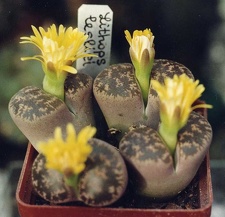 Lithops-lesliei-01