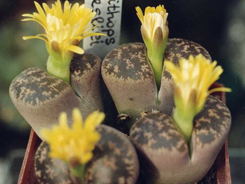 Lithops-lesliei-01