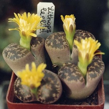 Lithops-lesliei-01