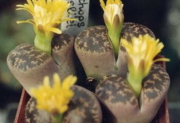 Lithops-lesliei-01