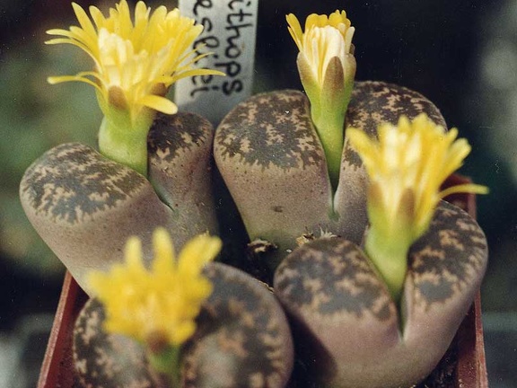 Lithops-lesliei-01