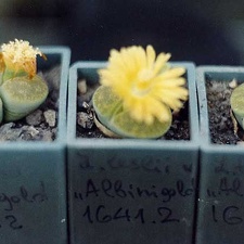 Lithops lesliei cv. 'Albinigold' C 36B