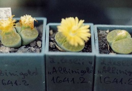 Lithops lesliei cv. 'Albinigold' C 36B