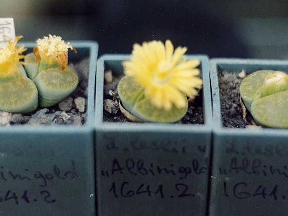 Lithops lesliei cv. 'Albinigold' C 36B
