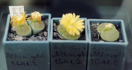 Lithops lesliei cv. 'Albinigold' C 36B