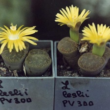 Lithops lesliei PV 300