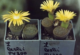 Lithops lesliei PV 300