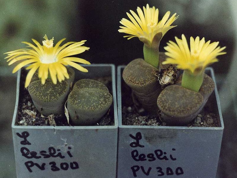 Lithops lesliei PV 300