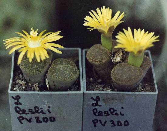 Lithops lesliei PV 300