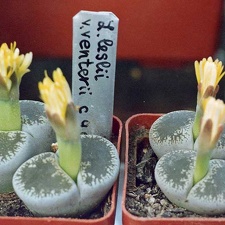 Lithops lesliei v. venteri C 47