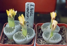 Lithops lesliei v. venteri C 47
