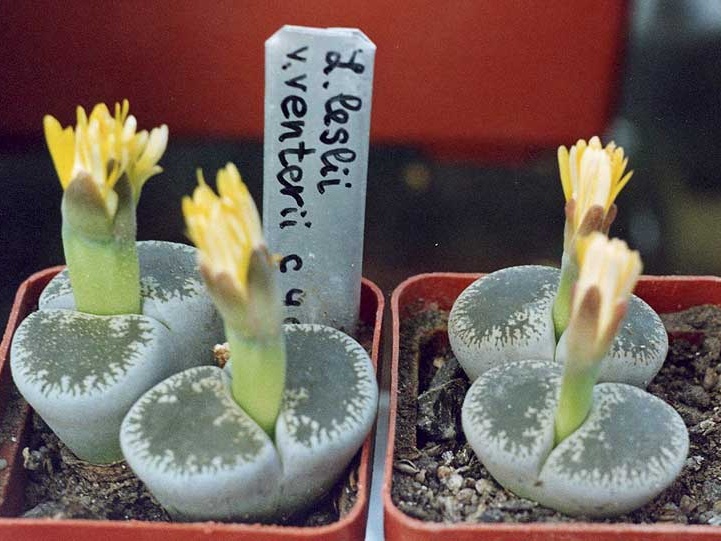 Lithops lesliei v. venteri C 47