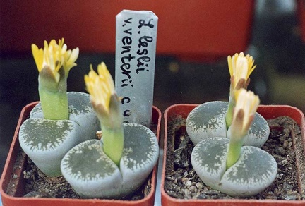 Lithops lesliei v. venteri C 47