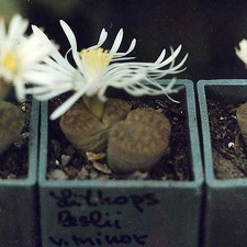 Lithops lesliei v. minor