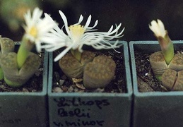 Lithops lesliei v. minor