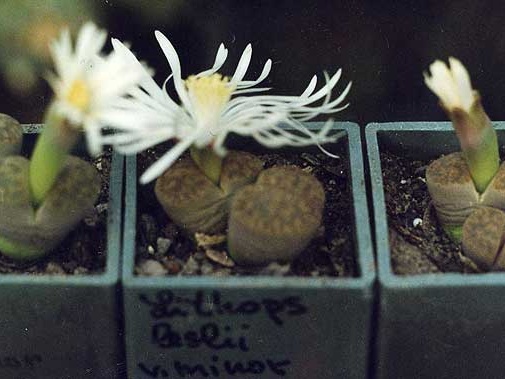 Lithops lesliei v. minor
