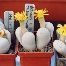 Lithops ruschiorum C 101