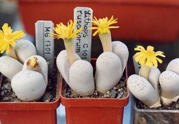 Lithops ruschiorum C 101