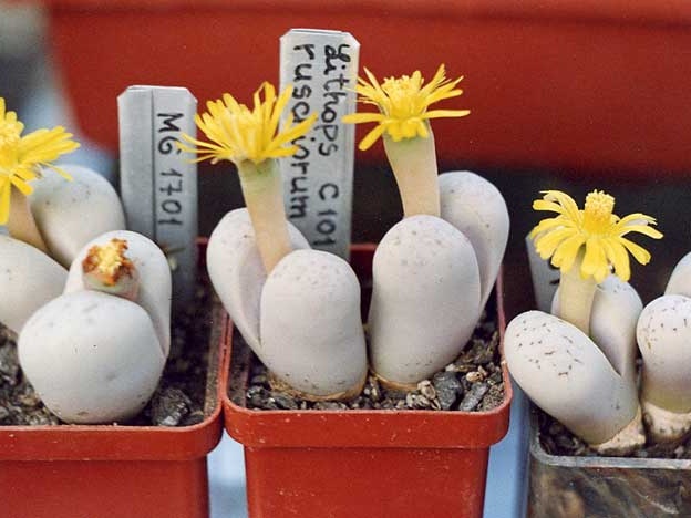 Lithops ruschiorum C 101