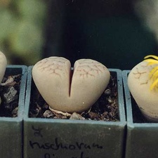 Lithops ruschiorum v. lineata