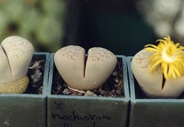 Lithops ruschiorum v. lineata