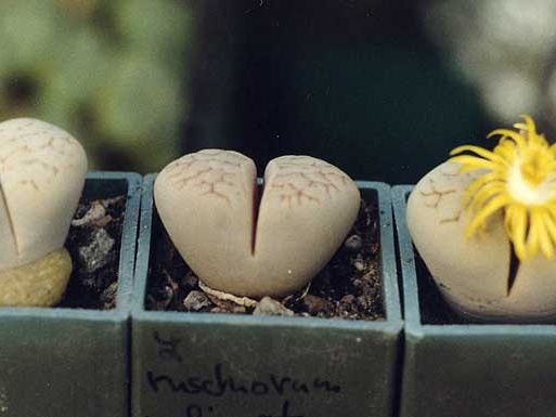 Lithops ruschiorum v. lineata