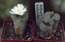 Lithops-salicola-01