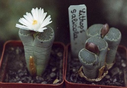 Lithops-salicola-01